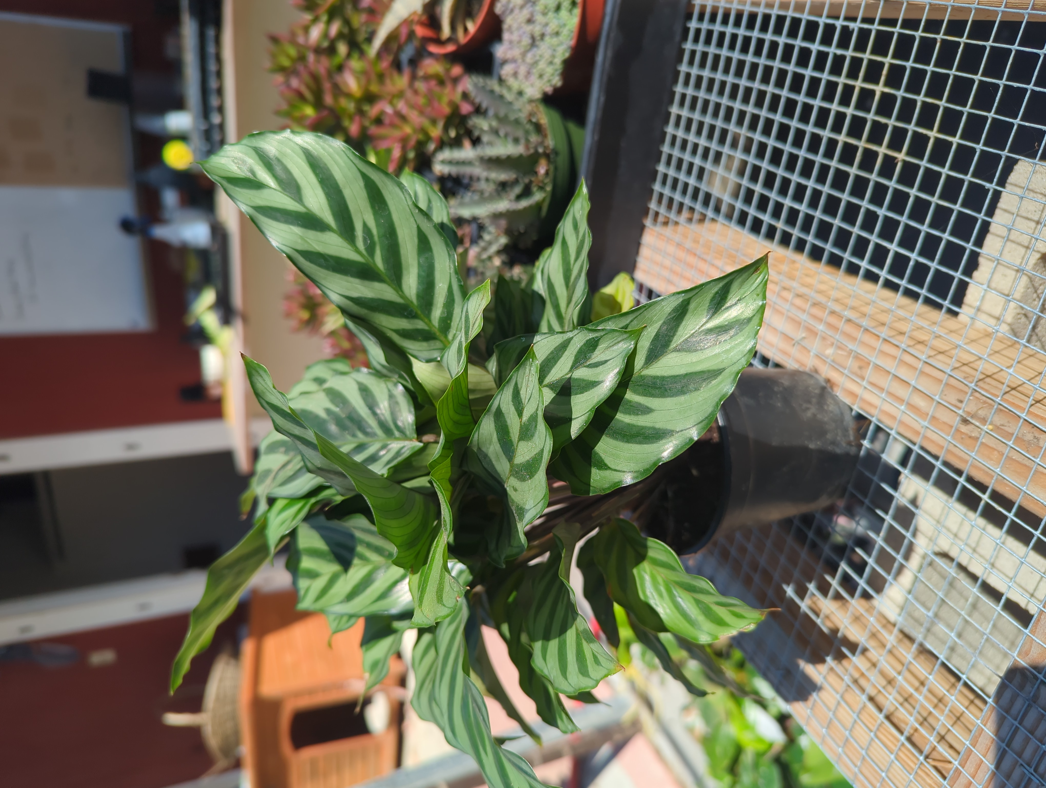 calathea freddie
