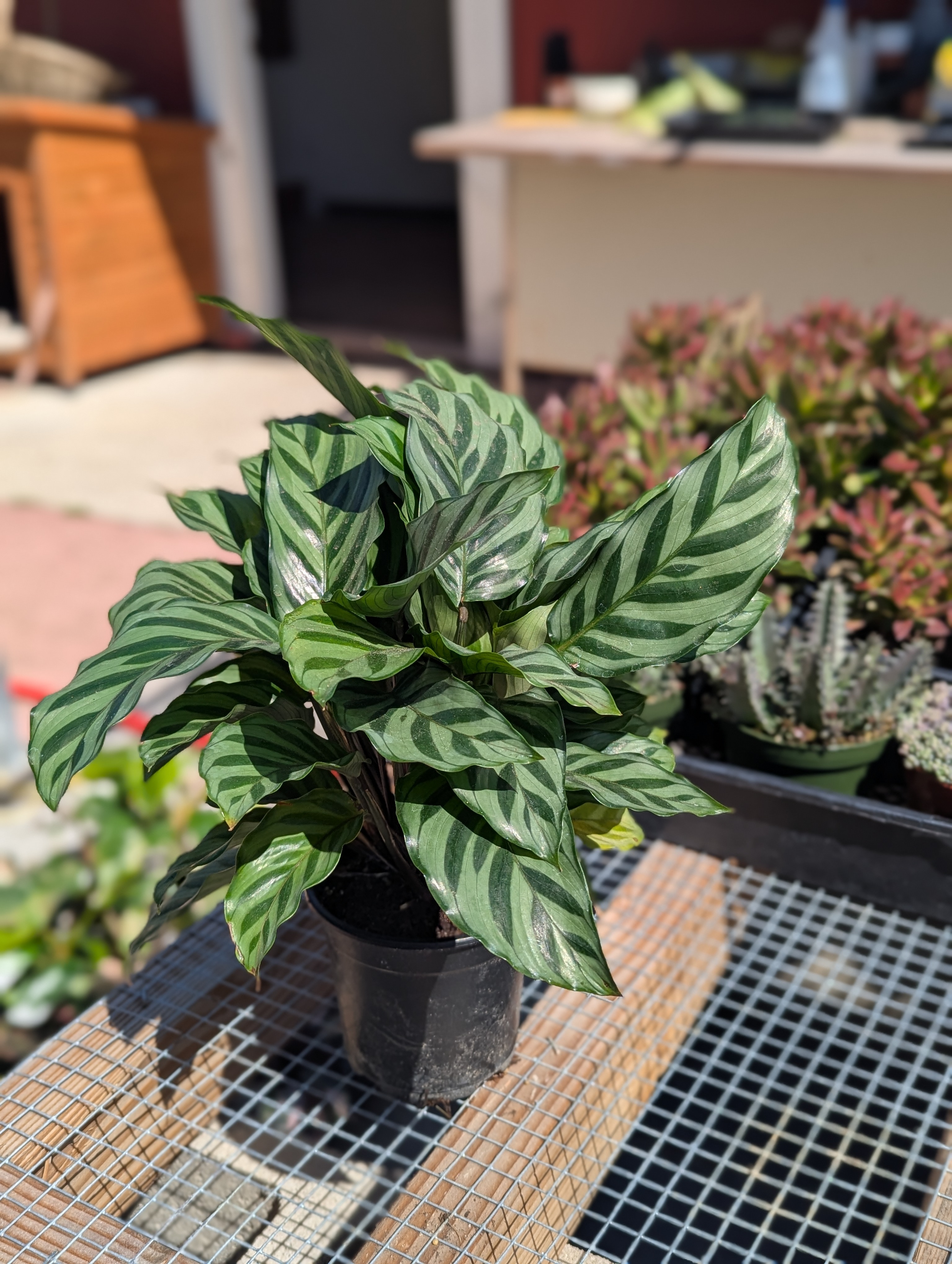 calathea freddie
