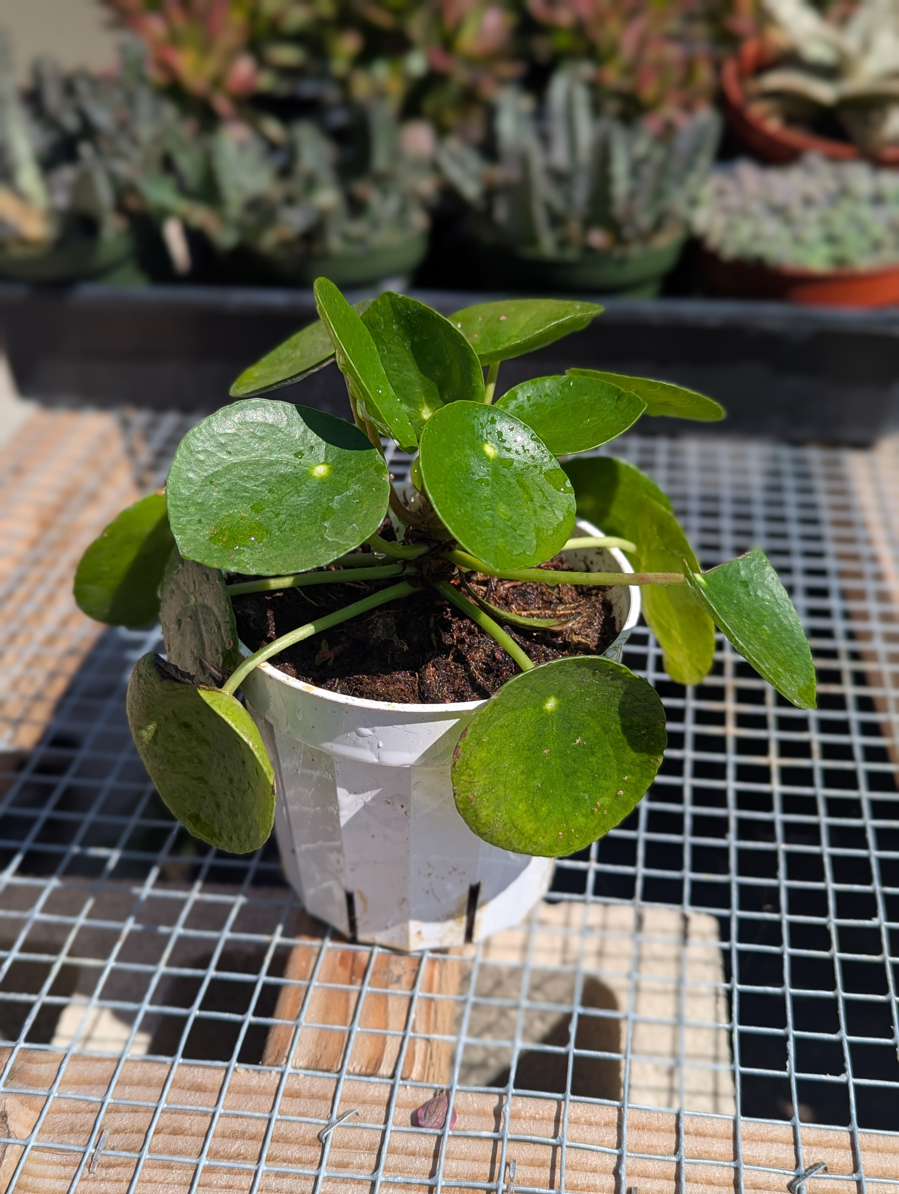 chinese money plant