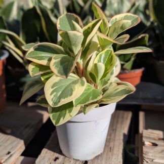 peperomia tricolor