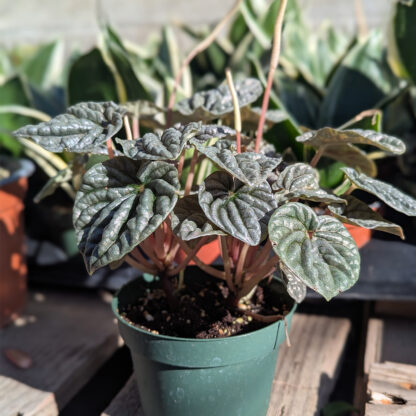 Peperomia caperata - 'Silver ripple'