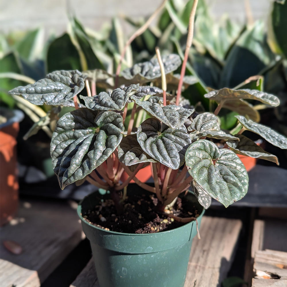 Peperomia caperata - 'Silver ripple'