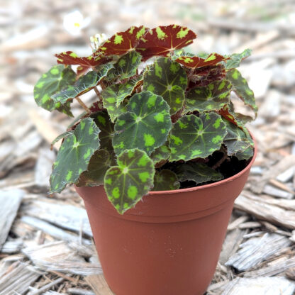 Begonia, Tiger Paws