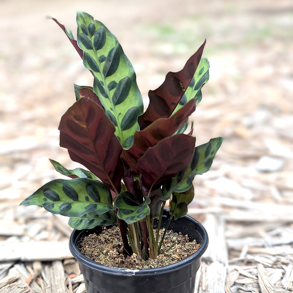 Calathea lancifolia, Rattlesnake Plant