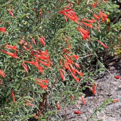 california fuchsia