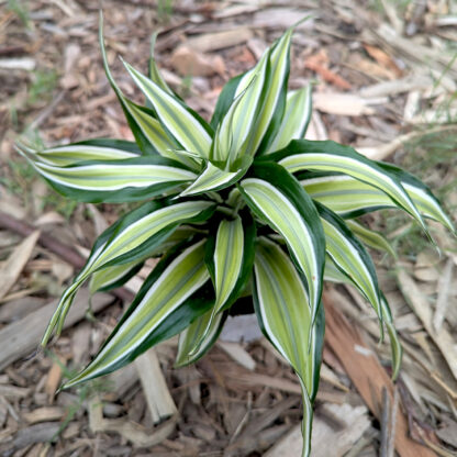 Dracaena Dremensis 'Malaika'