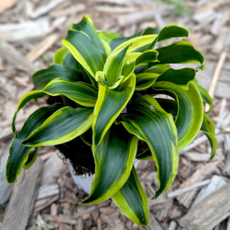 Dracaena Tornado