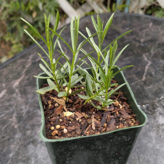 four inch milkweed