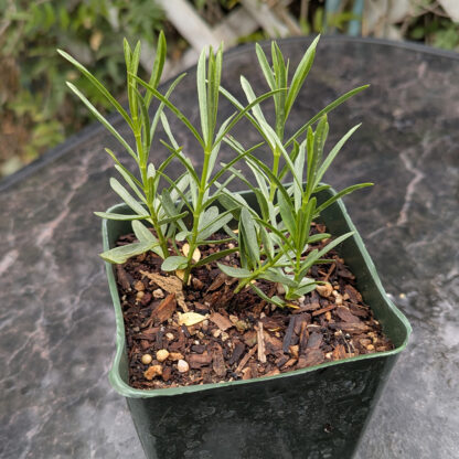 four inch milkweed