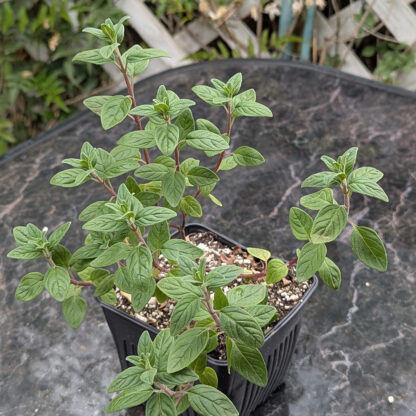 monardella coyote mint