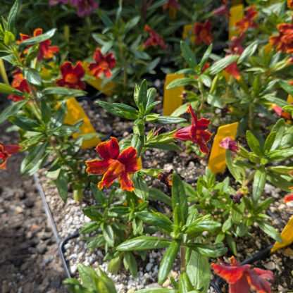 monkey flower fiesta