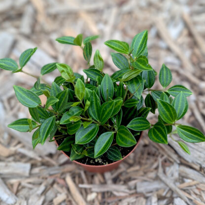 Peperomima Angulata