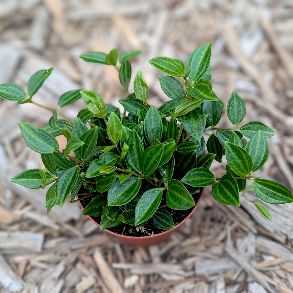 Peperomima Angulata