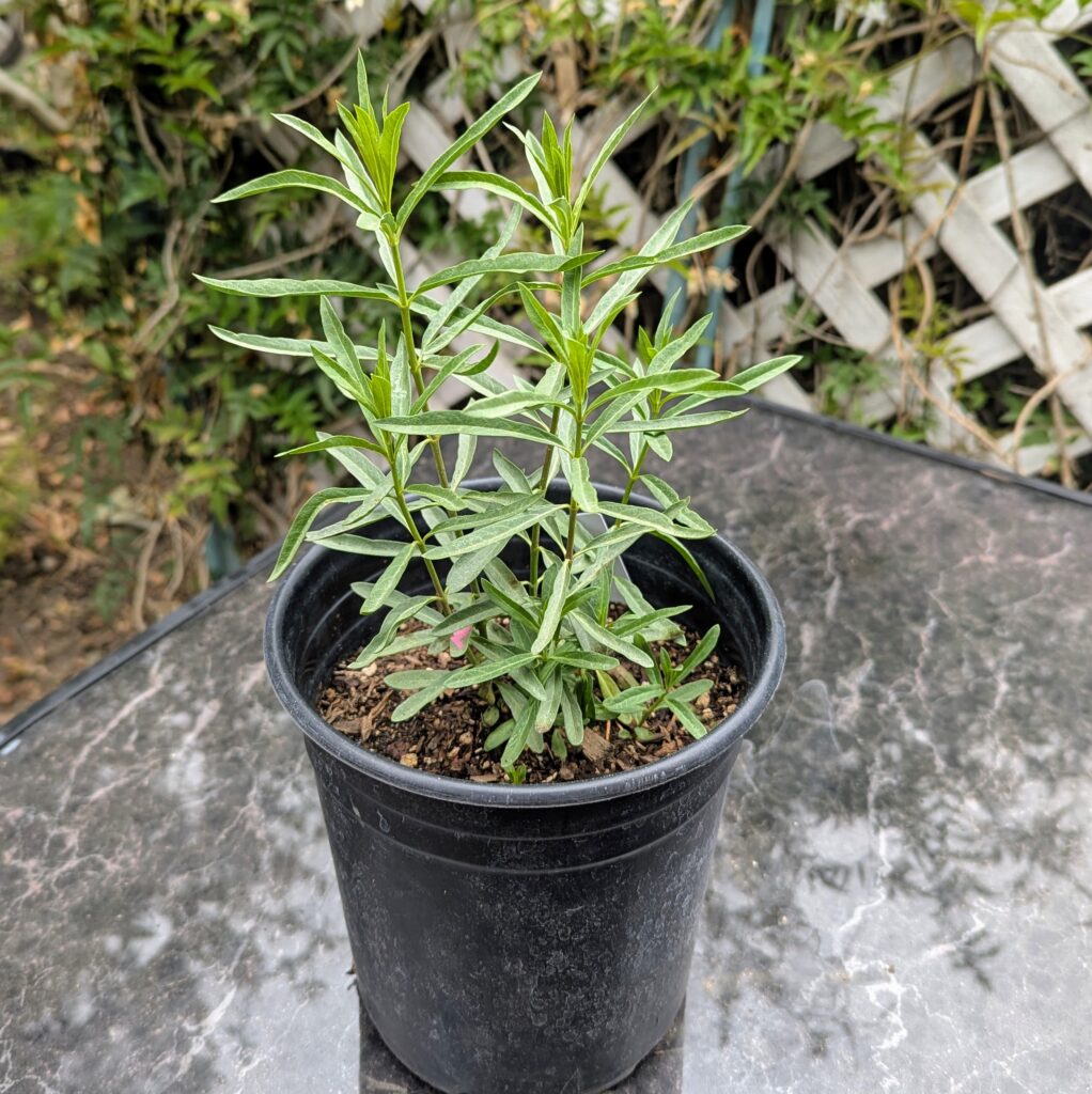 1 gallon milkweed
