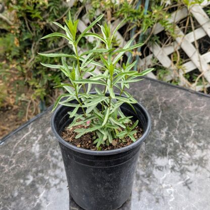 1 gallon milkweed