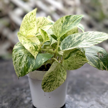 Pothos Marble Queen