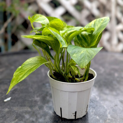 pothos green marble