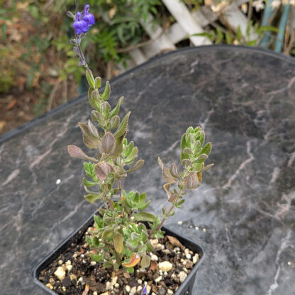 Salvia-chamaedryoides-marine-blue