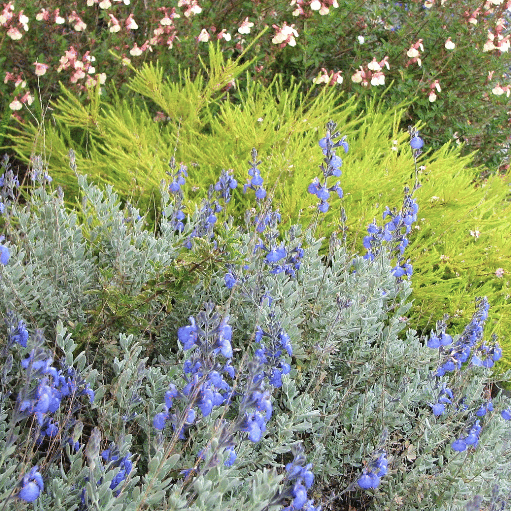 salvia marine blue