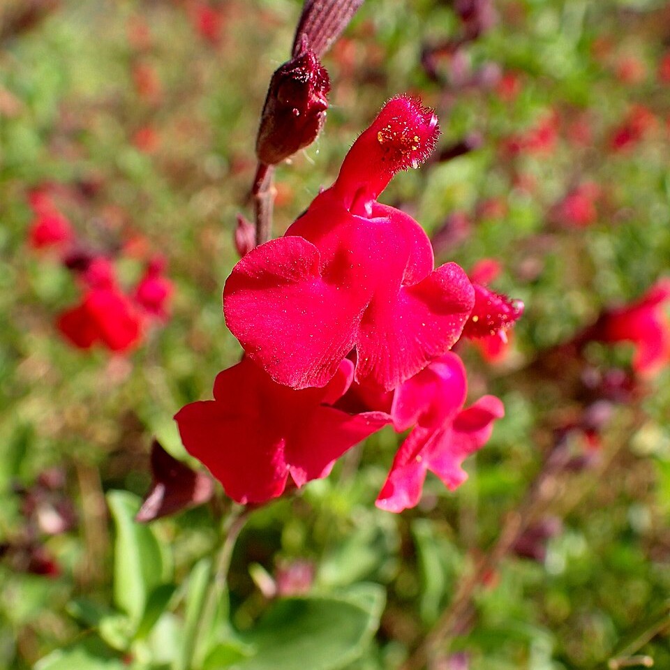 texas sage