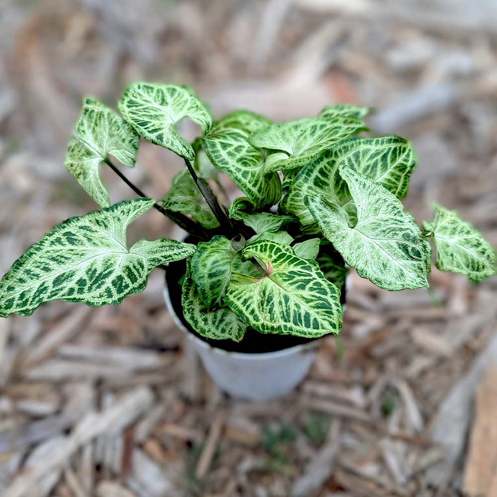 Syngonium Batik - 4 inch