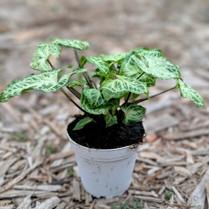 syngonium batik