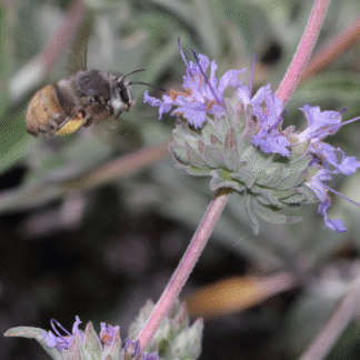 Salvia Bee’s Bliss 4 Inch