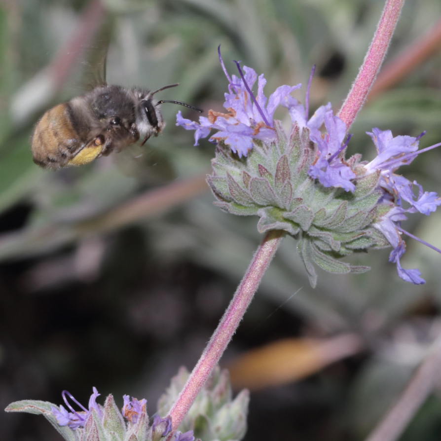 Salvia Bee’s Bliss 4 Inch