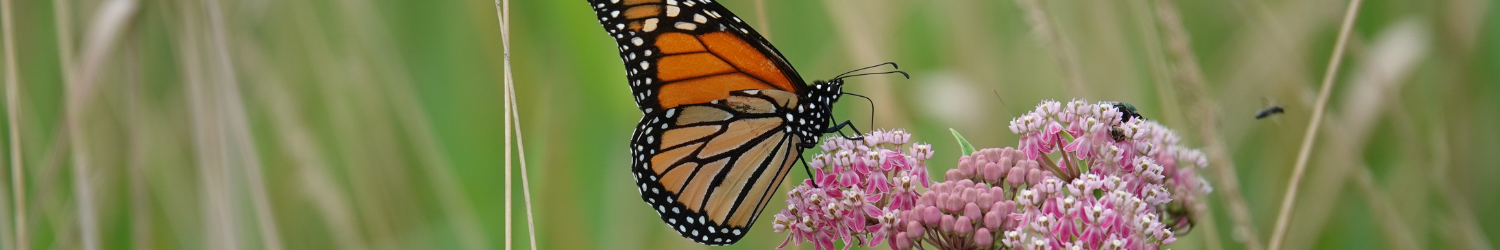 milkweed