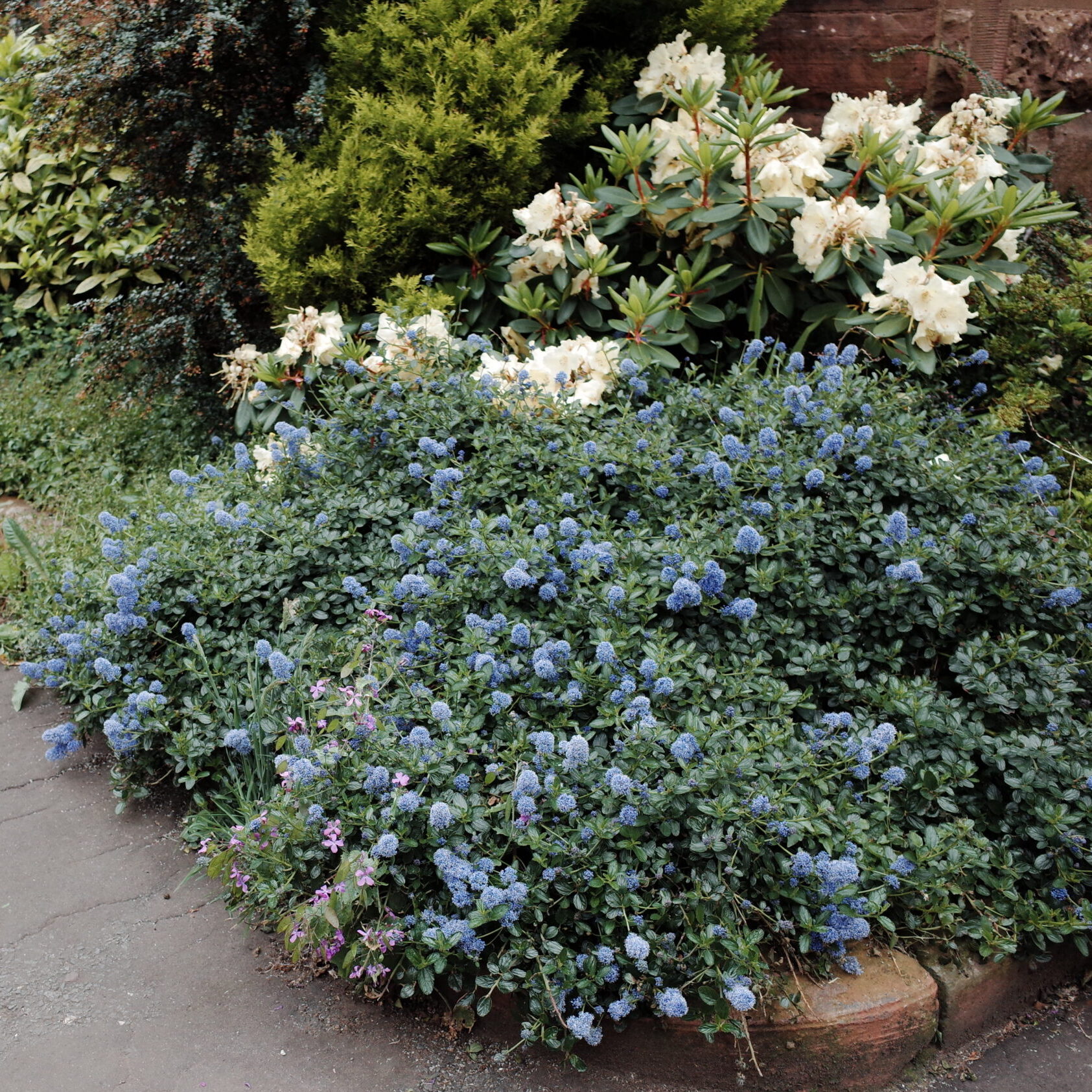 ceanothus yankee point