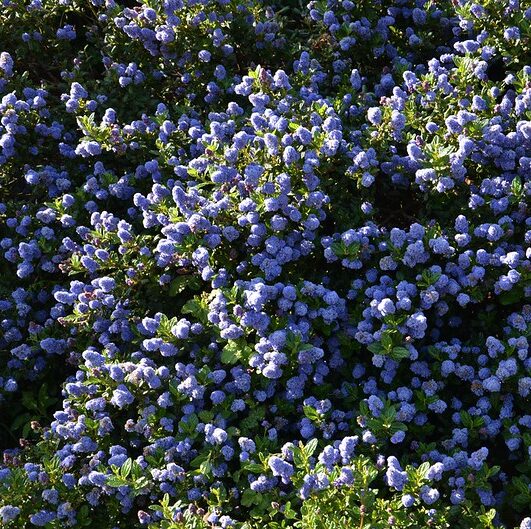 ceanothus thysriflorus