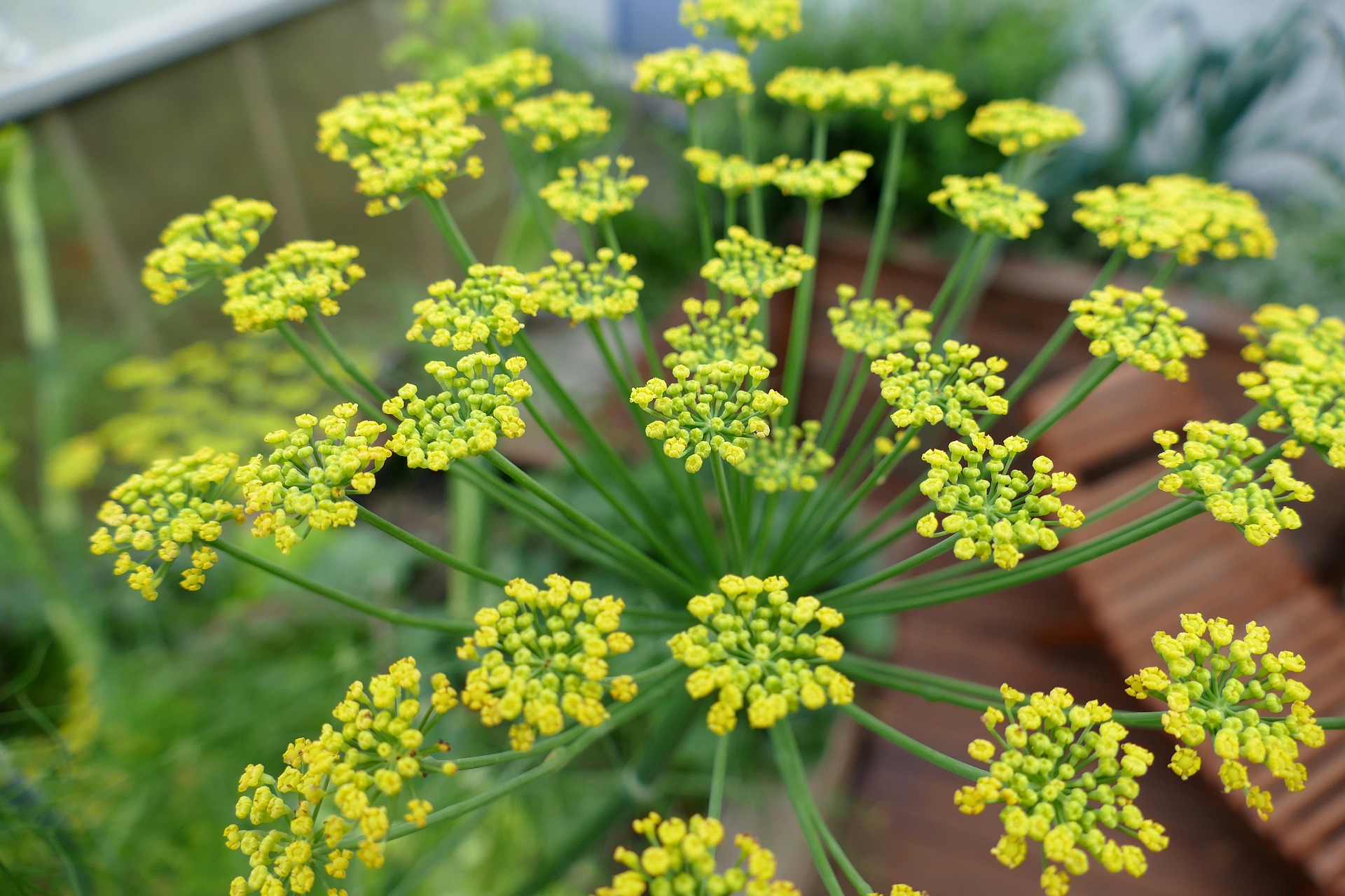 Fennel