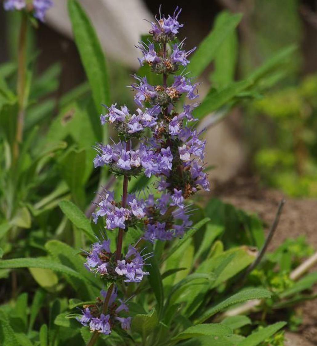 Salvia - Mrs Beard
