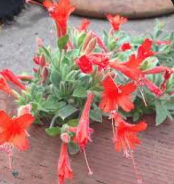 California Fucshia