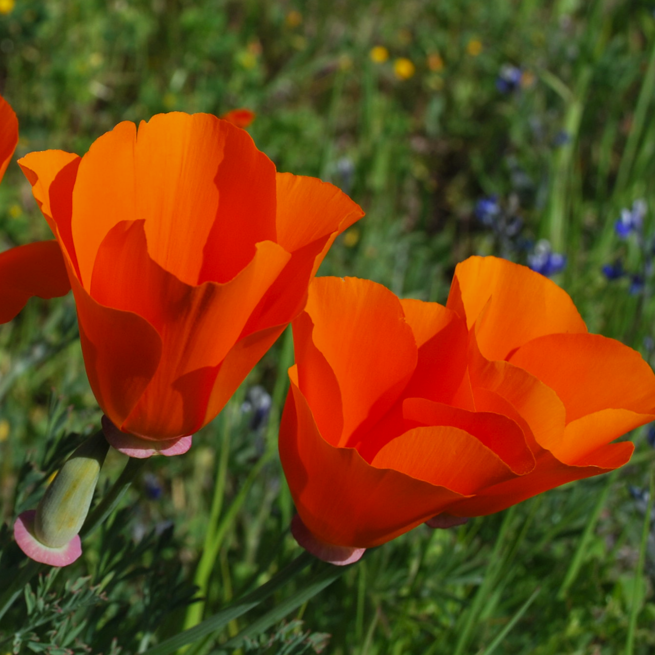 California Poppy - Red