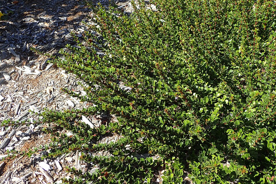 Ceanothus gloriosus ‘Anchor Bay’ groundcovers