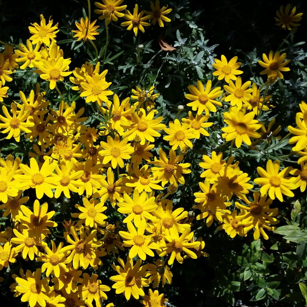 Wooly Sunflower