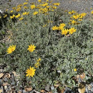 Eriophyllum lanatum Siskiyou