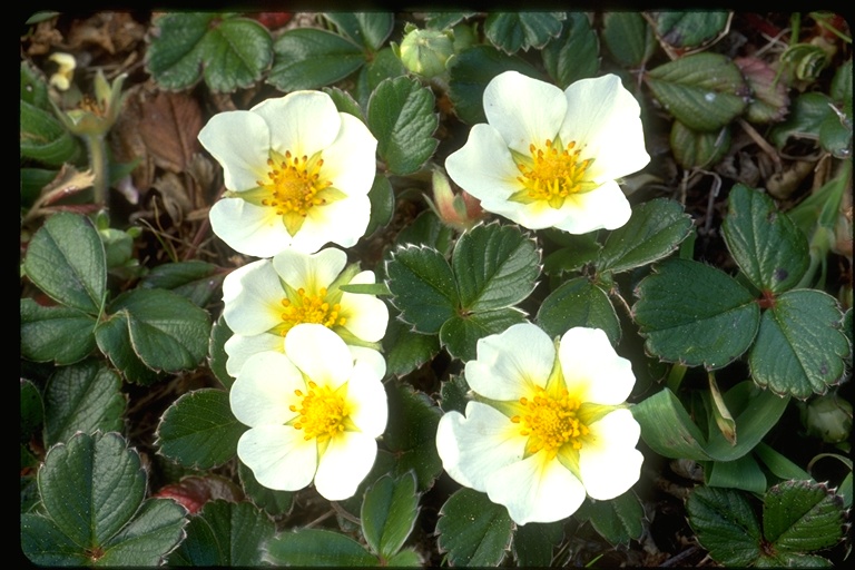 groundcovers beach strawberry