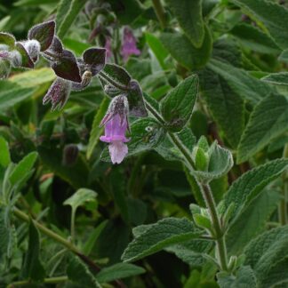 fragrant pitcher sage