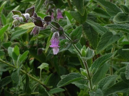 fragrant pitcher sage