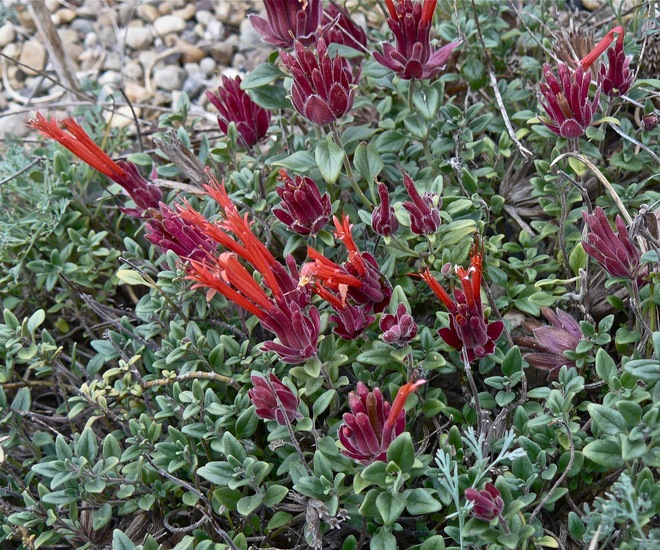 Monardella macrantha Coyote mint groundcover