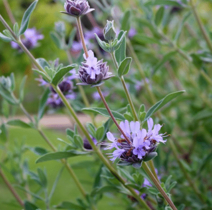 Salvia Bee’s Bliss 4 Inch - Image 2
