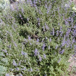 salvia daras choice plant