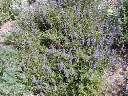 salvia daras choice plant