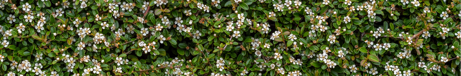groundcover