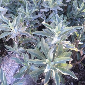 White Sage - Salvia Apiana 4 Inch