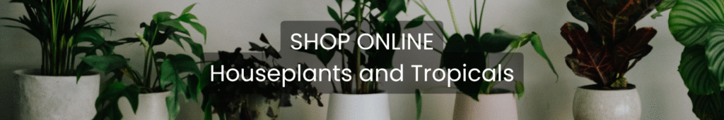 Houseplants available online