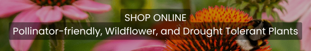 Shop pollinator-friendly plants online