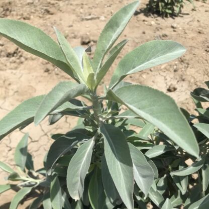 white sage apiana